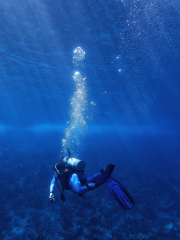 Oplev den spændende verden under overfladen med et dykkercertifikat